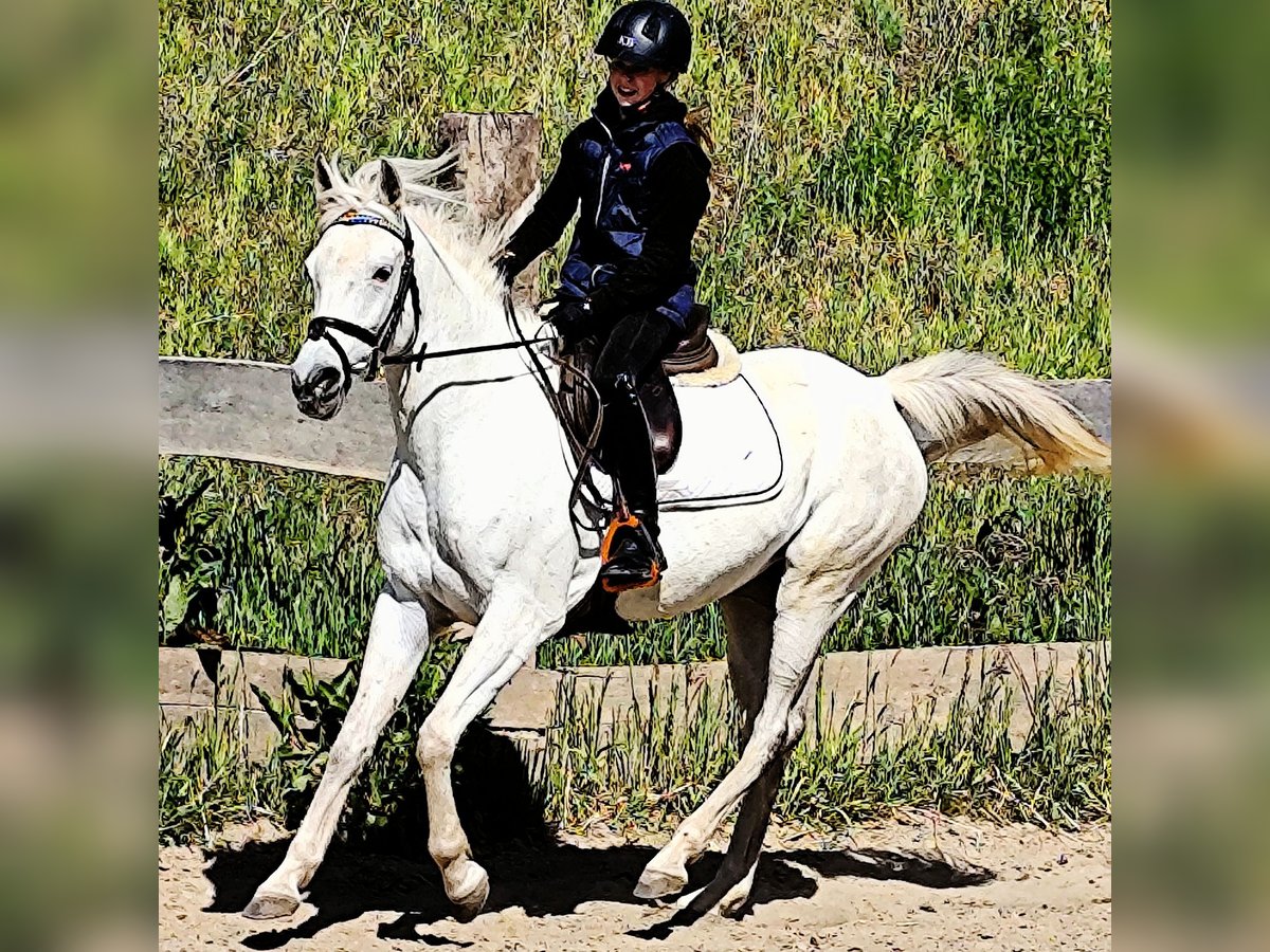 Asil Araber Stute 9 Jahre 155 cm Schimmel in Schellweiler