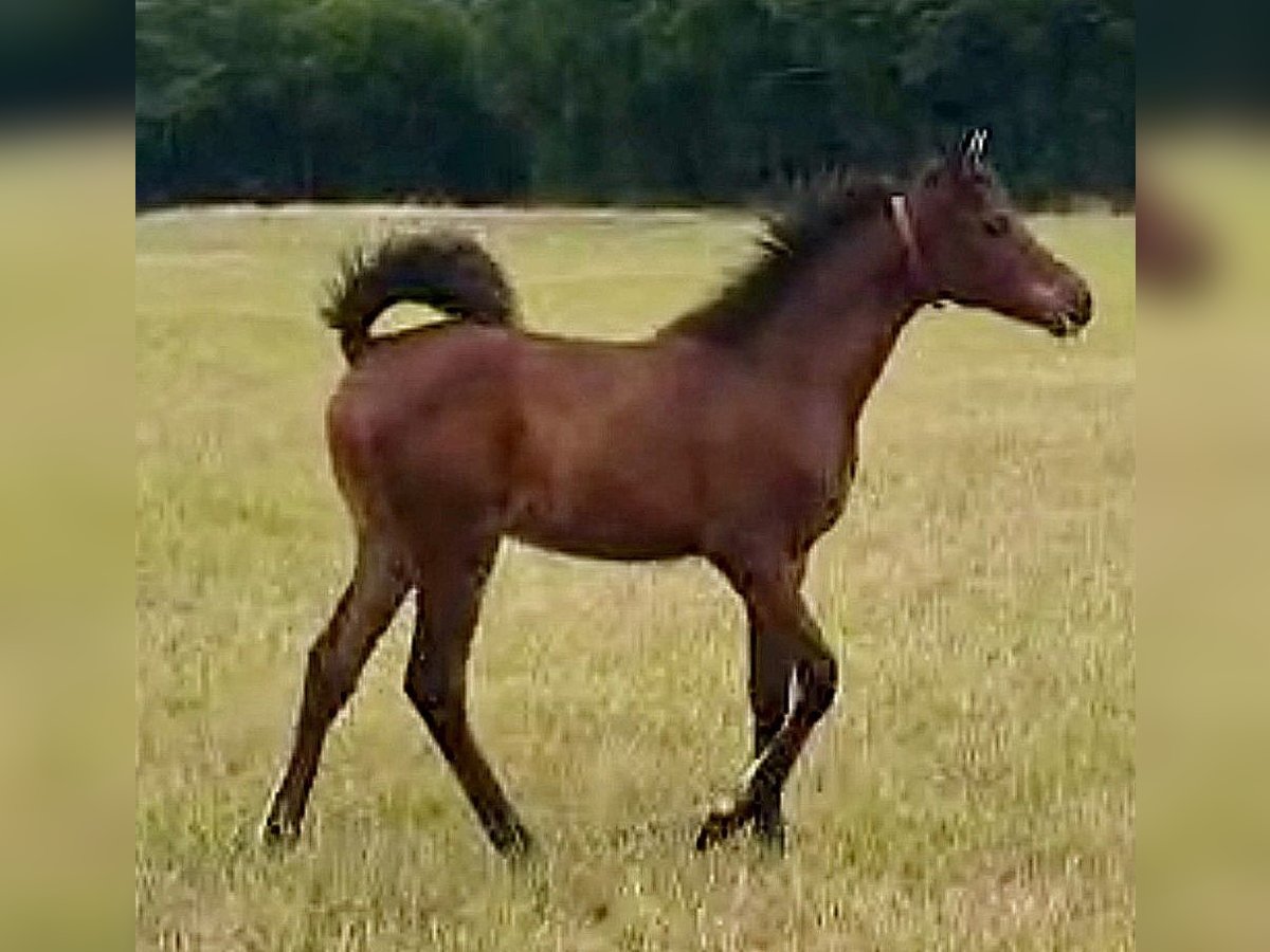 Asil Araber Stute Fohlen (03/2025) Hellbrauner in VERNON