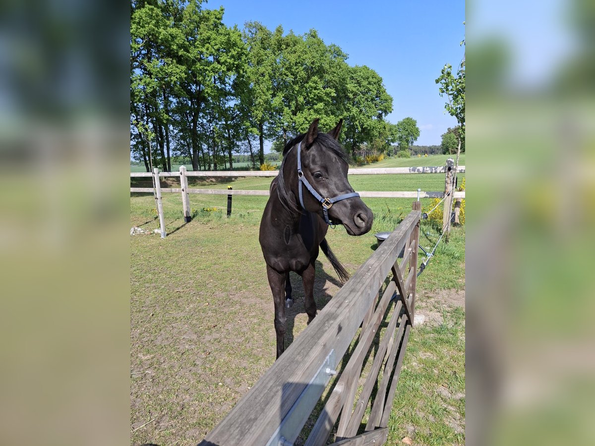 Asil Araber Wallach 4 Jahre 155 cm Rappe in Lommel