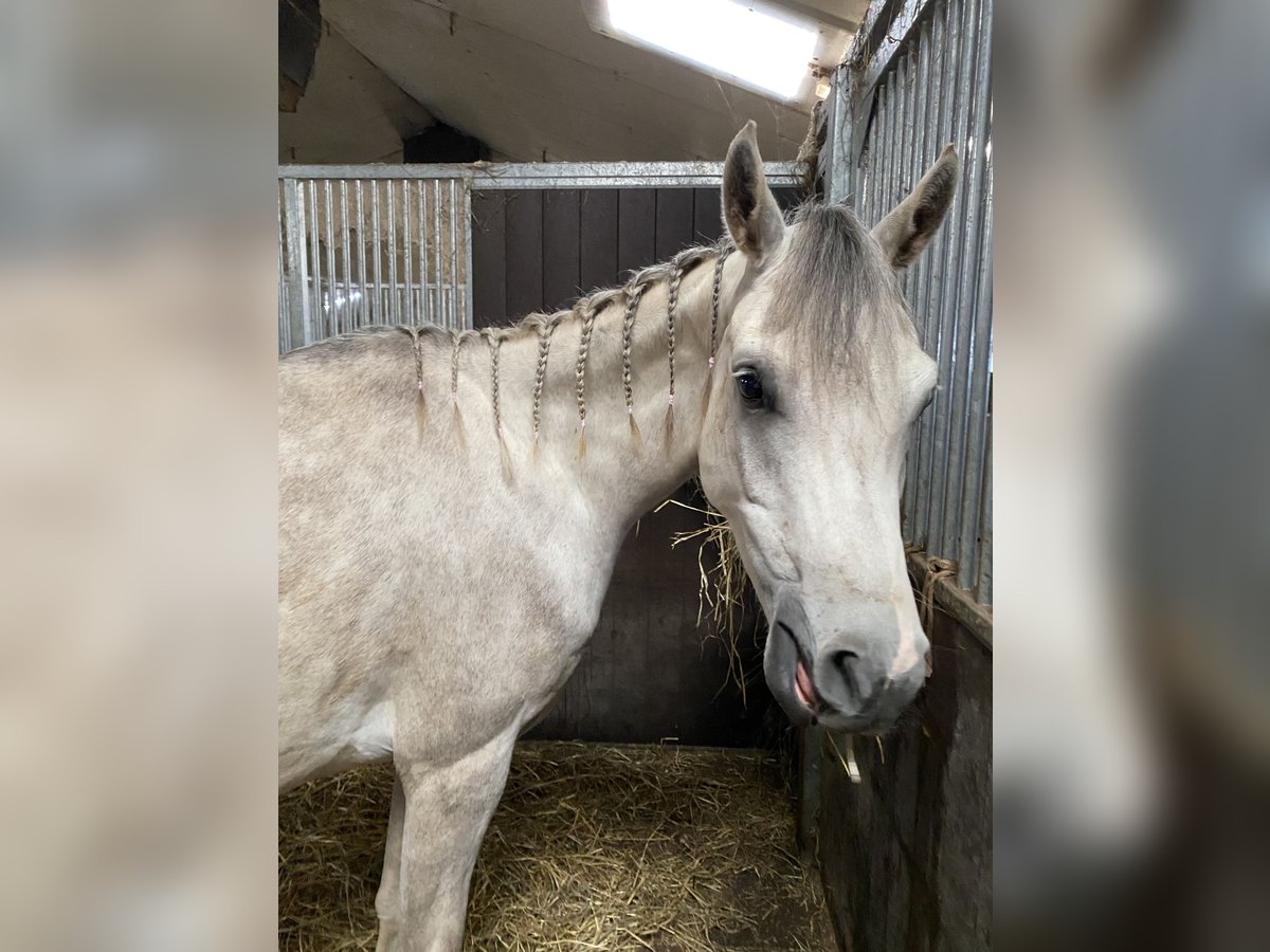 Asil Araber Wallach 5 Jahre 165 cm Schimmel in Veerle-Laakdal