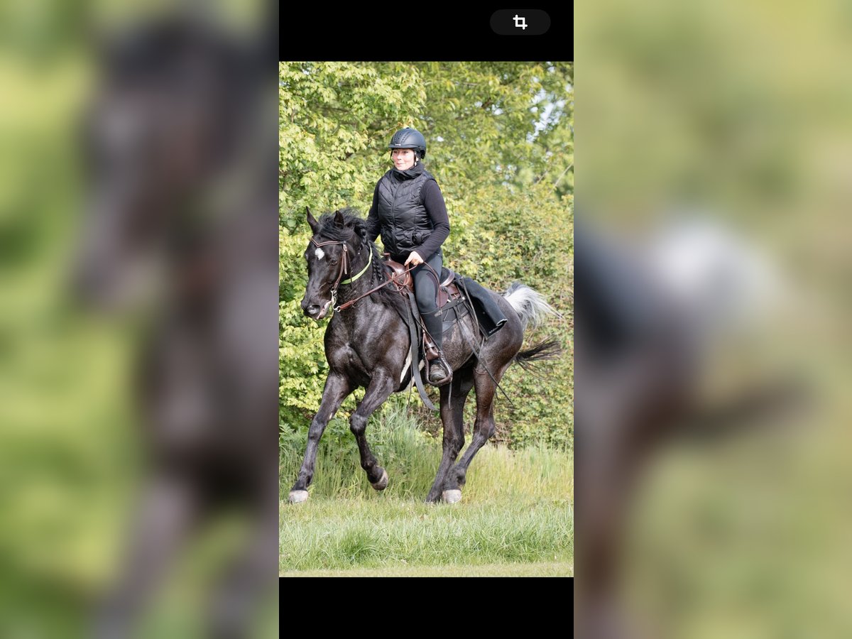 Asil Arabian Gelding 11 years 15,2 hh Rabicano in Bürstadt