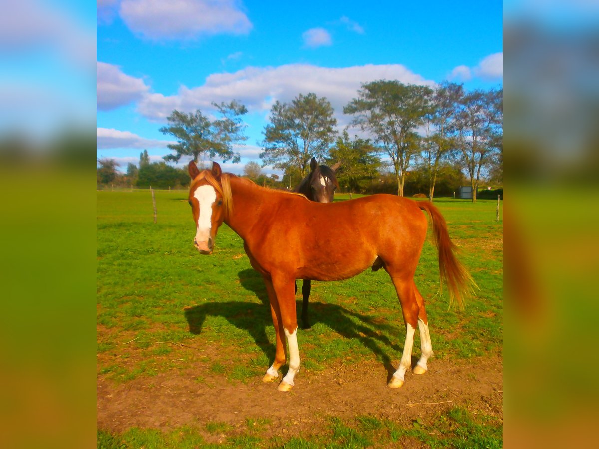 Asil Arabian Mix Gelding 1 year 13,2 hh Chestnut-Red in Moulins