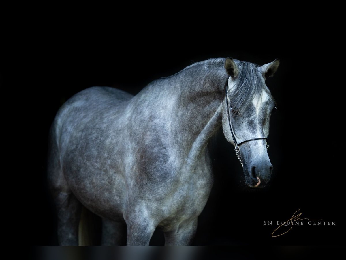 Asil Arabian Gelding 3 years 15,3 hh Gray in Komárov