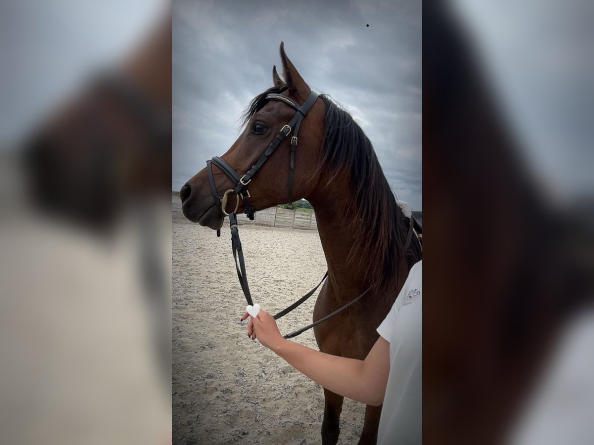 Asil Arabian Gelding 4 years 14,2 hh Brown in Spaarndam
