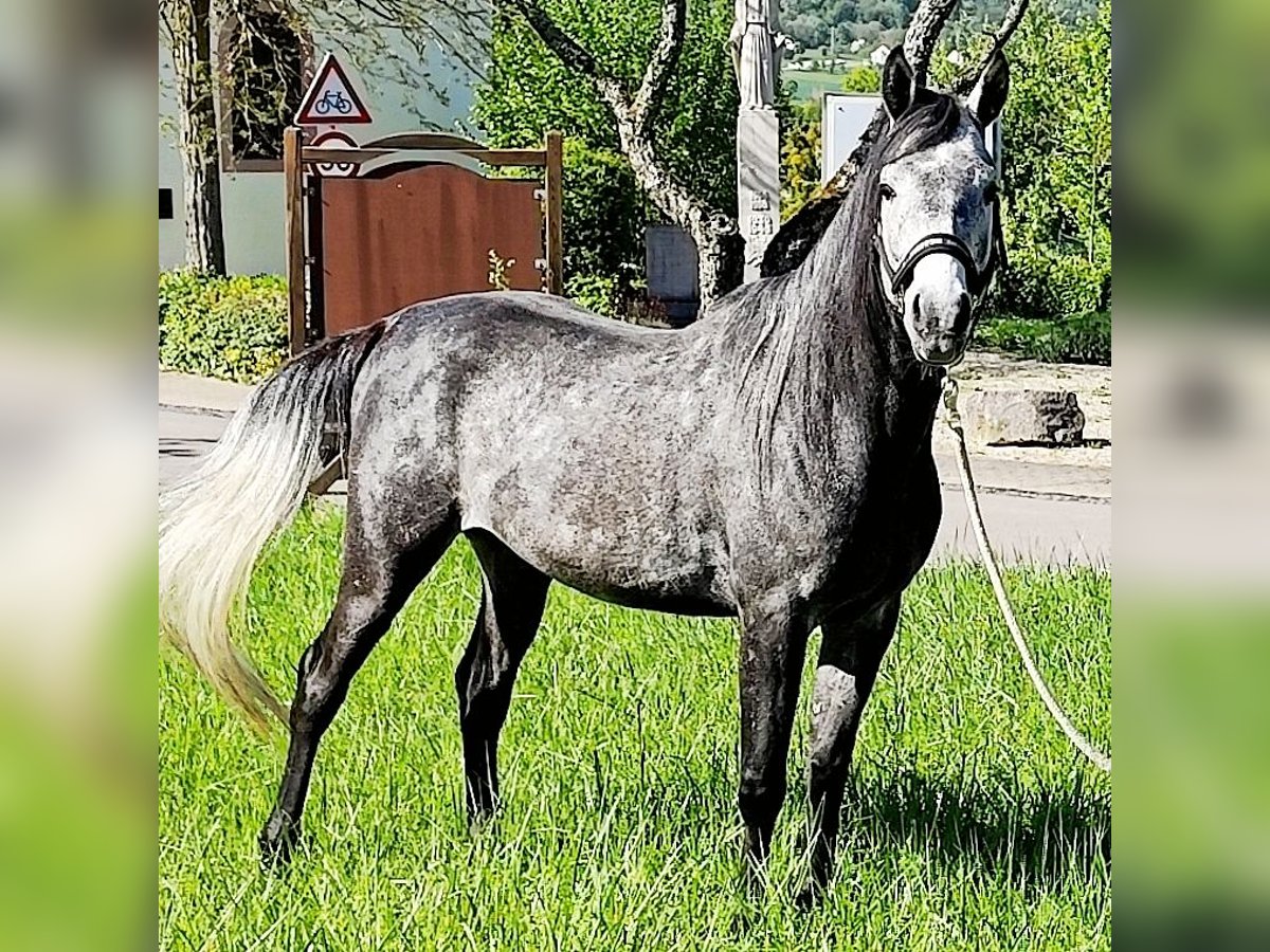 Asil Arabian Gelding 4 years 14,3 hh Gray-Dark-Tan in Gersheim