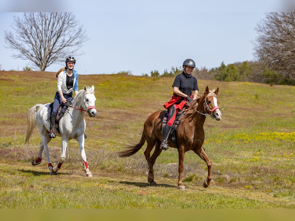 Asil Arabian Mare 11 years 15 hh Chestnut-Red in Bötzingen