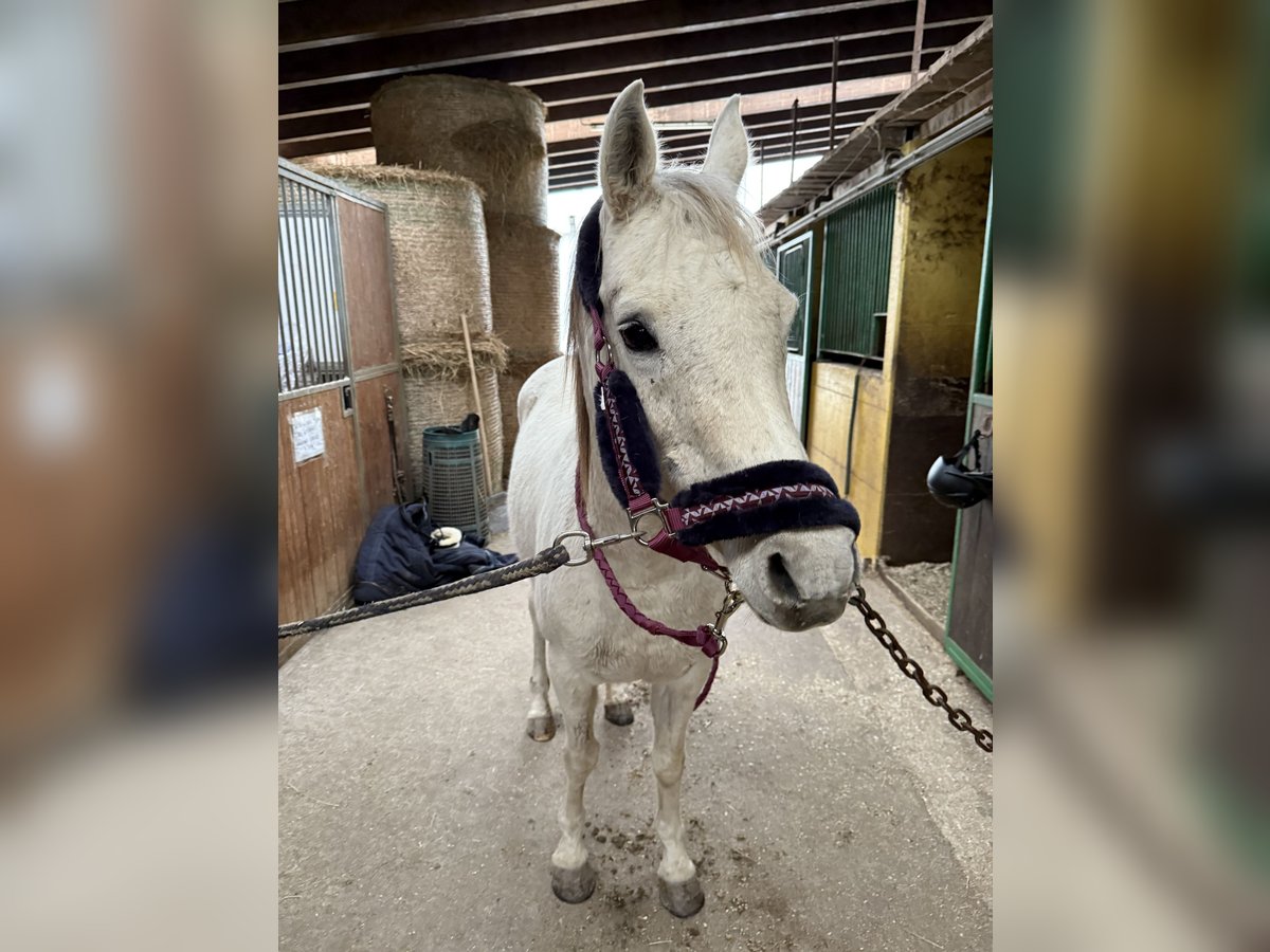 Asil Arabian Mare 13 years 14,1 hh Gray in Gorzone
