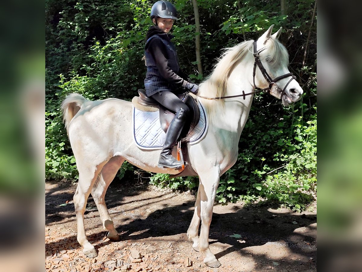 Asil Arabian Mare 9 years 15,1 hh Gray in Schellweiler