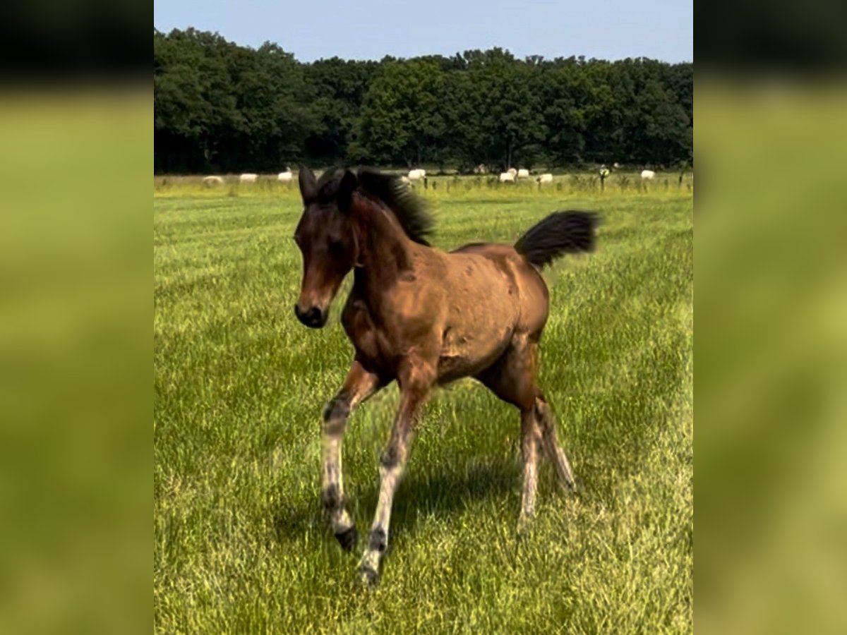 Asil Arabian Mare  Brown-Light in VERNON
