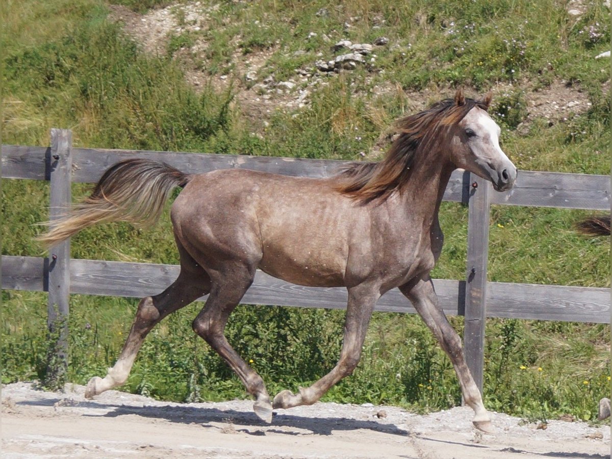 Asil Arabian Stallion 2 years 15,2 hh Can be white in Achenkirch