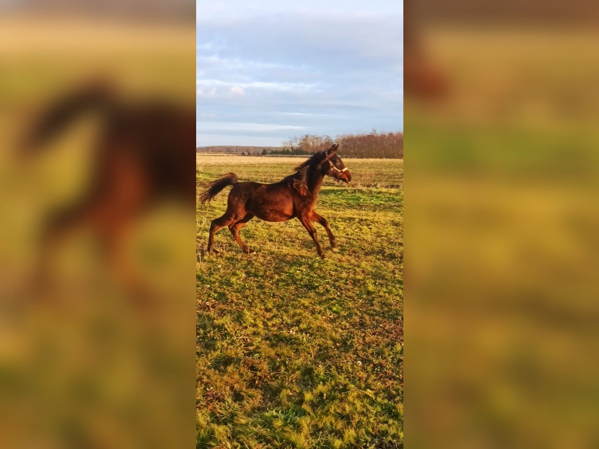 Asil Arabian Stallion 2 years Smoky-Black in Beled