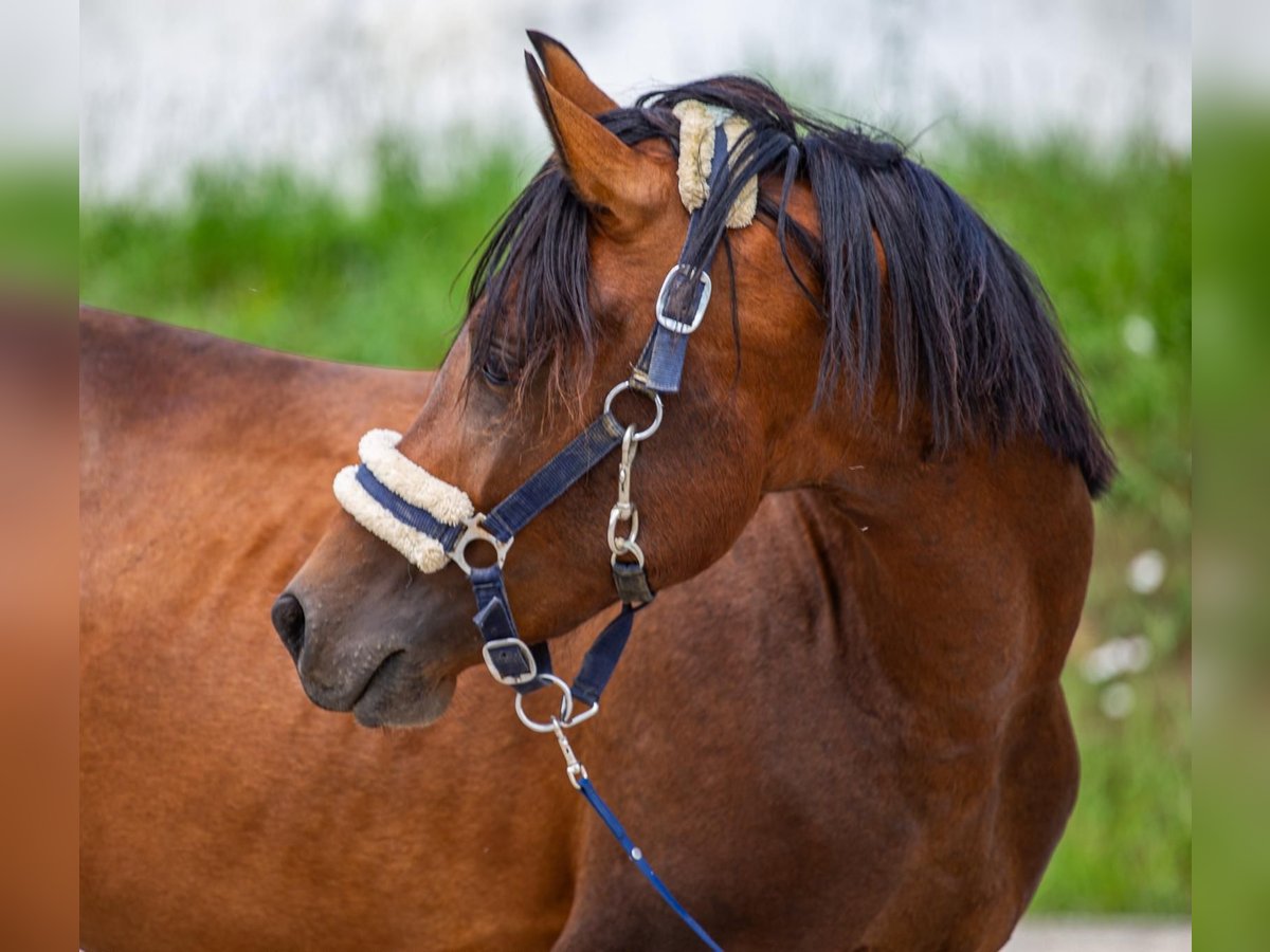 Asil Arabian Mix Stallion 3 years 13,2 hh Brown in Binzen