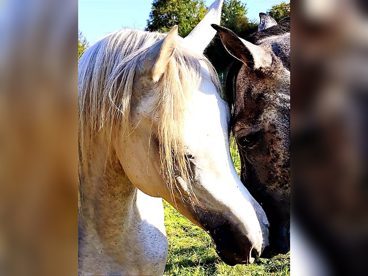 Asil Arabian Stallion 4 years 15,1 hh Gray in Gersheim