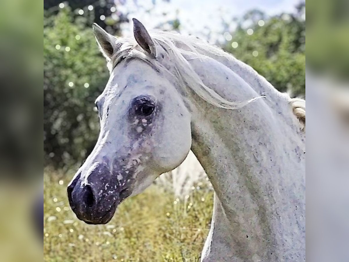 Asil Arabian Stallion 4 years 15,1 hh Grey in Gersheim