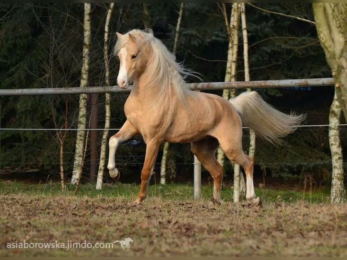 Asil Arabian Stallion 6 years 15,2 hh Palomino in Assendelft