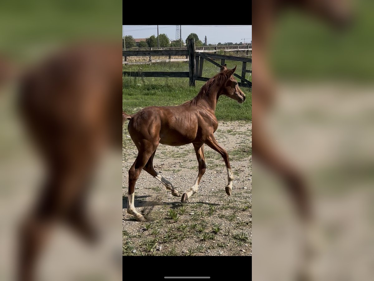 Asil Arabian Stallion Foal (01/2025) Chestnut-Red in Treviglio