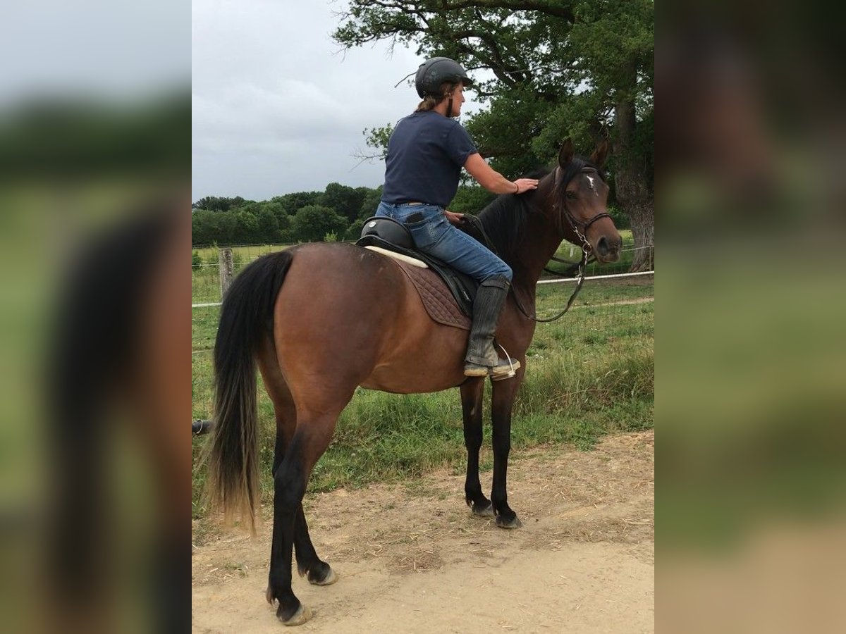 Asil Arabier Merrie 3 Jaar 155 cm Donkerbruin in VERNON