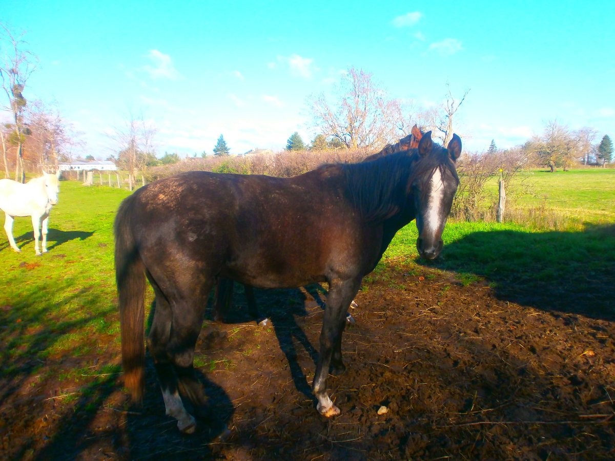 Asil Arabier Ruin 2 Jaar 150 cm Zwartbruin in Moulins