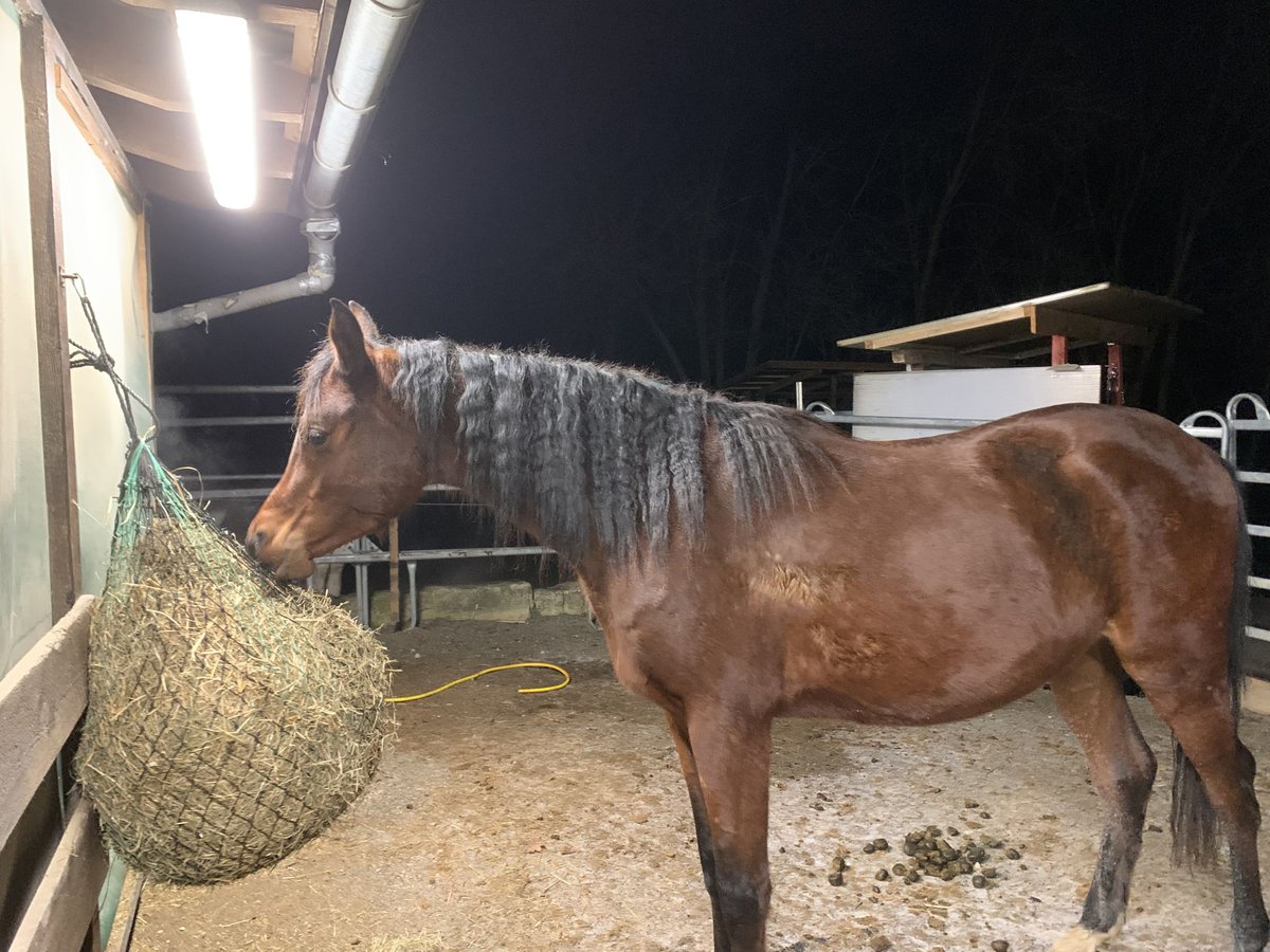 Asil Arabier Ruin 4 Jaar 150 cm Donkerbruin in Reutlingen