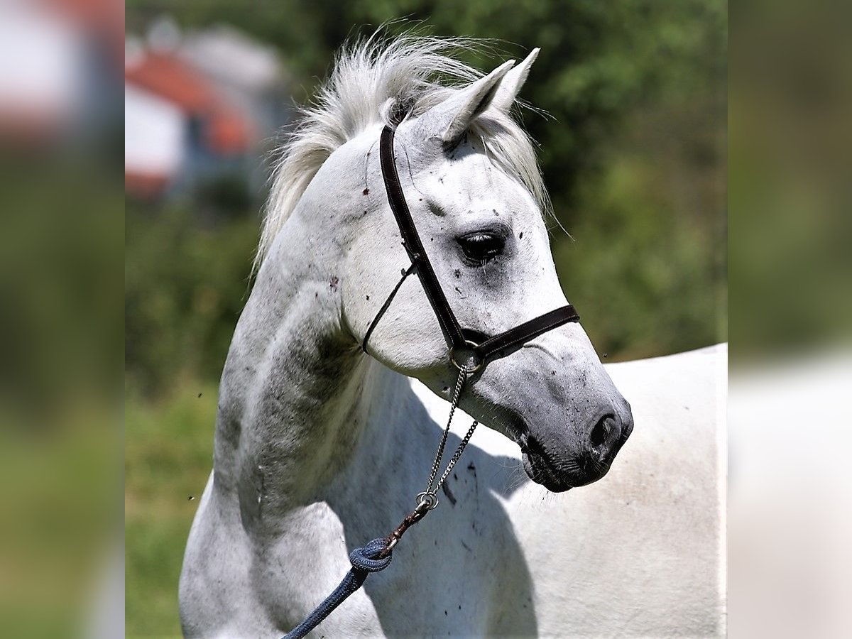 Asil Arabier Ruin 9 Jaar 154 cm Schimmel in Gersheim