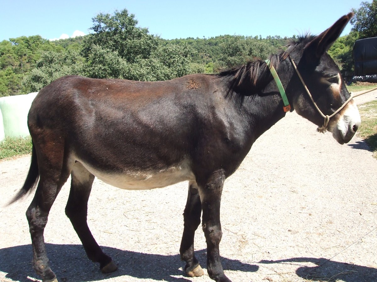 Asini Giumenta 16 Anni 151 cm Morello in BERGA, BARCELONA