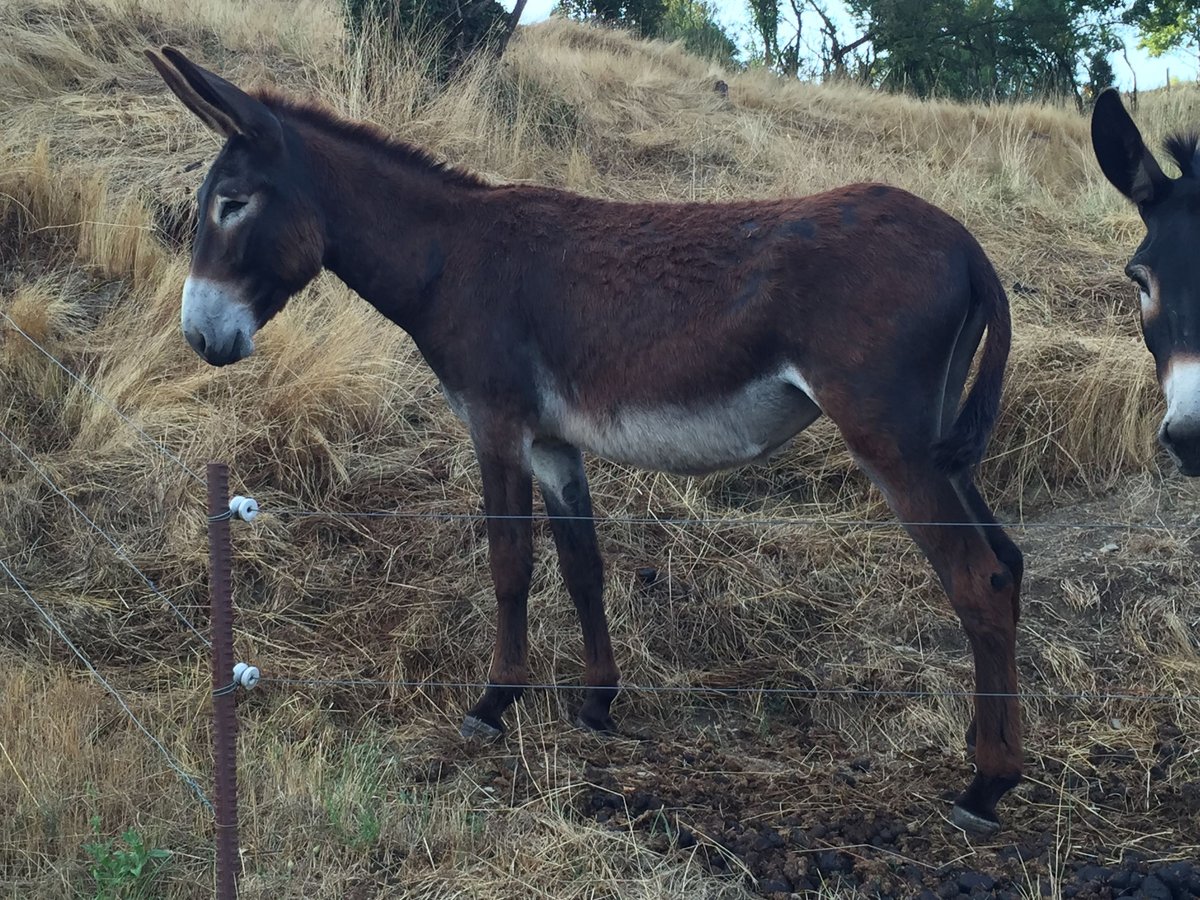 Asini Giumenta 4 Anni 156 cm Baio in Bornich