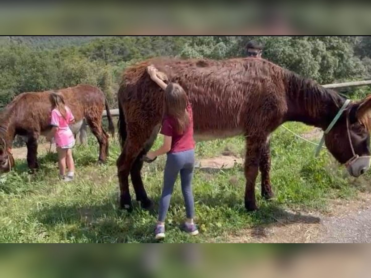 Asini Giumenta 9 Anni 148 cm Morello in BERGA, BARCELONA