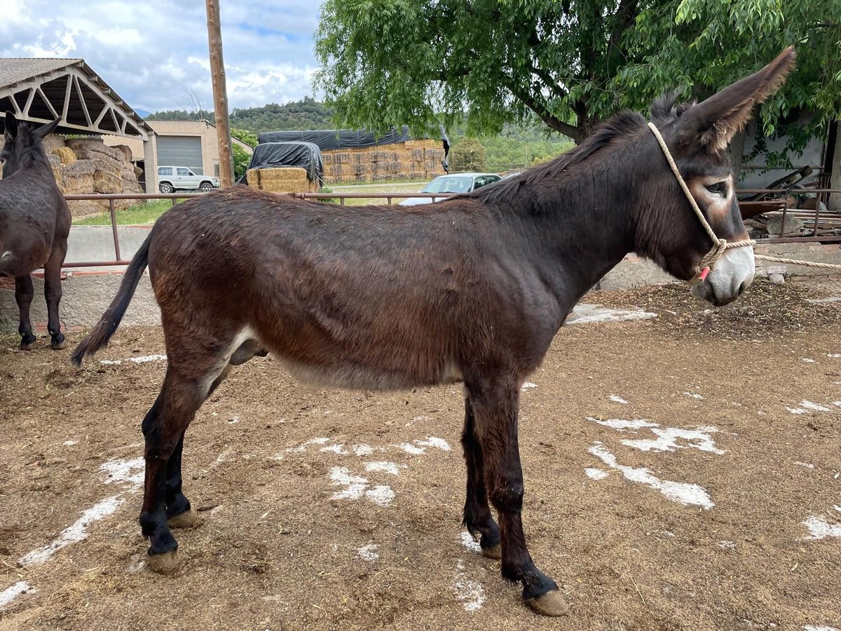 Asini Stallone 2 Anni 143 cm Morello in BERGA, BARCELONA