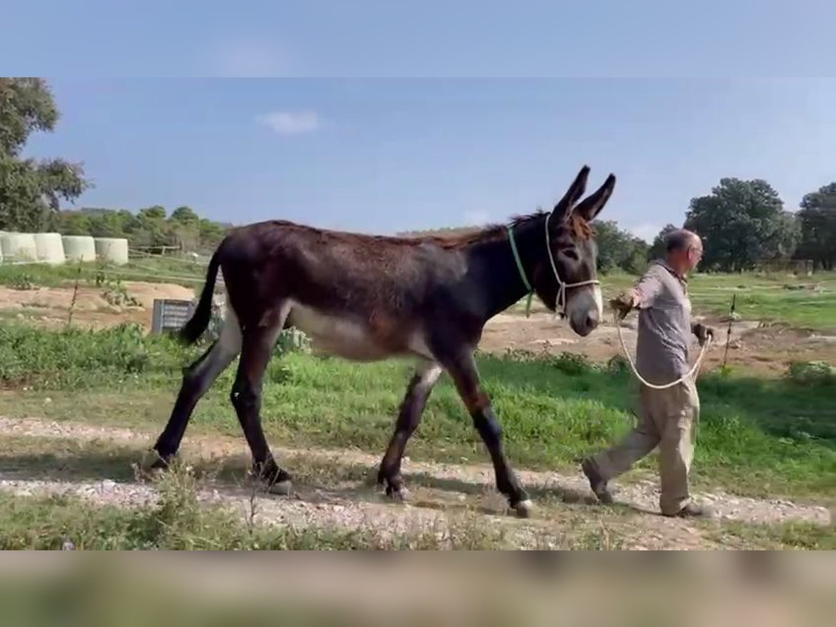 Asini Stallone 2 Anni 145 cm Morello in BERGA, BARCELONA