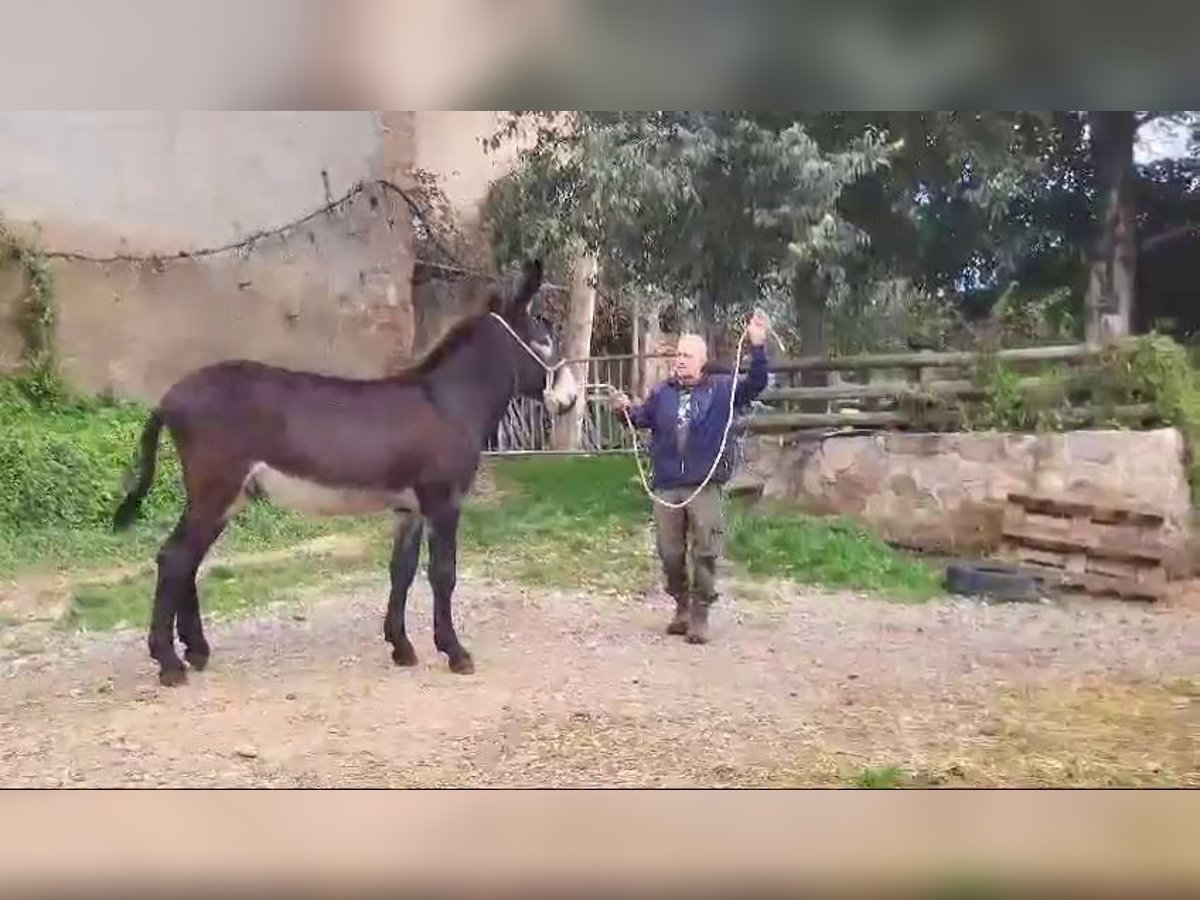 Asini Stallone 2 Anni Morello in BERGA, BARCELONA