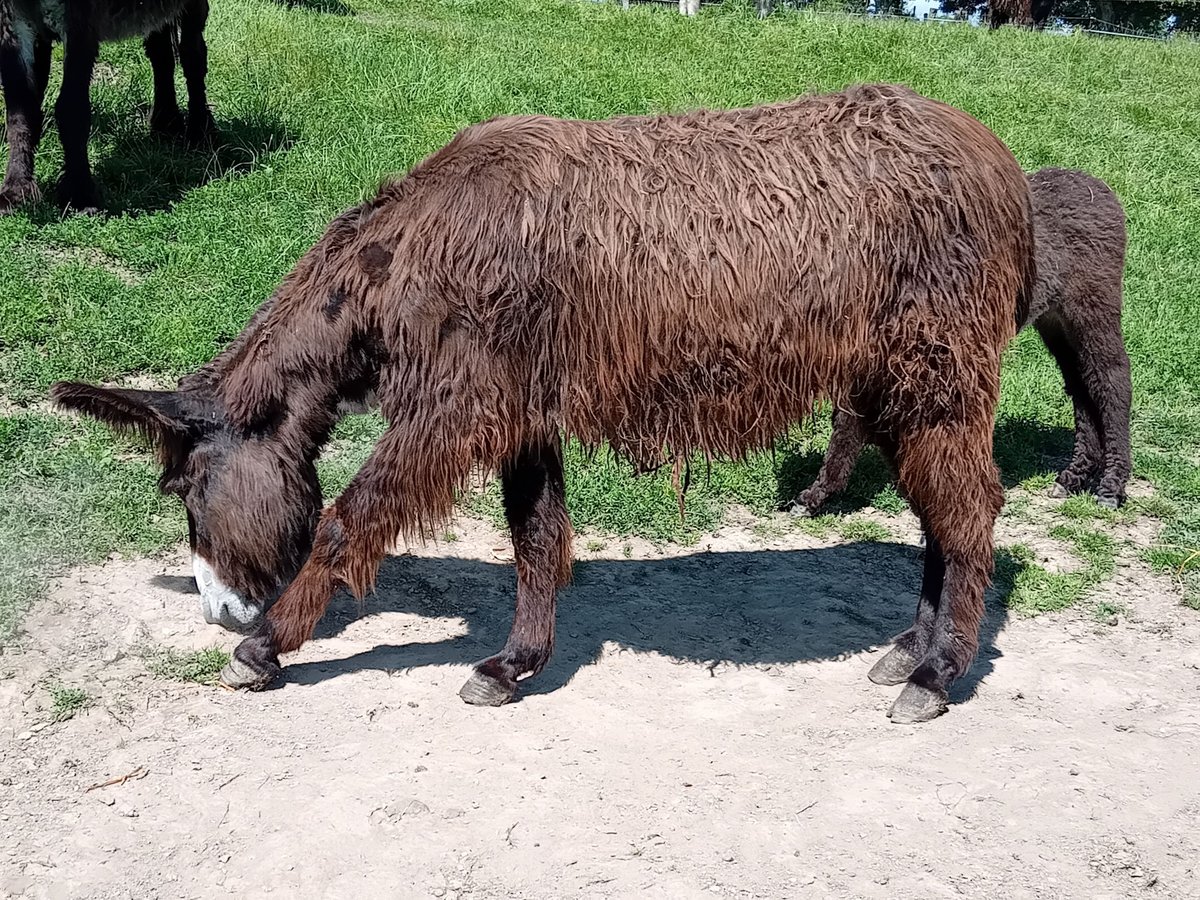 Asini Stallone 6 Anni 130 cm Baio scuro in Marly-Gomont