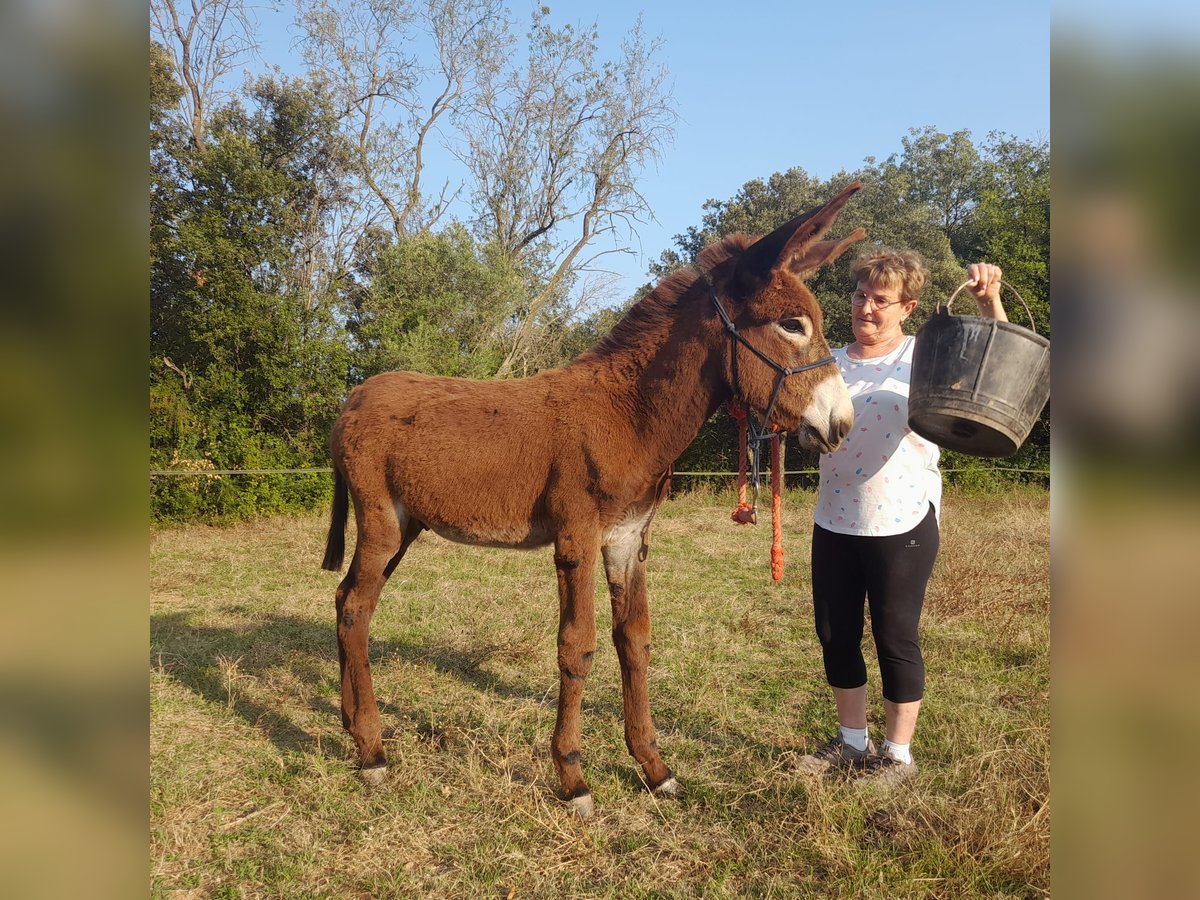 Åsna Hingst Föl (04/2024) 150 cm Svart in Bàscara