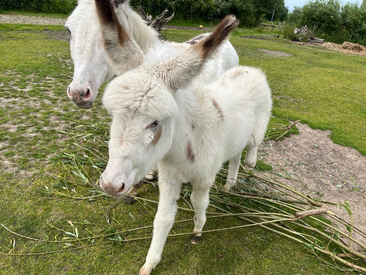 Åsna Hingst Föl (04/2024) in Ribnitz-Damgarten