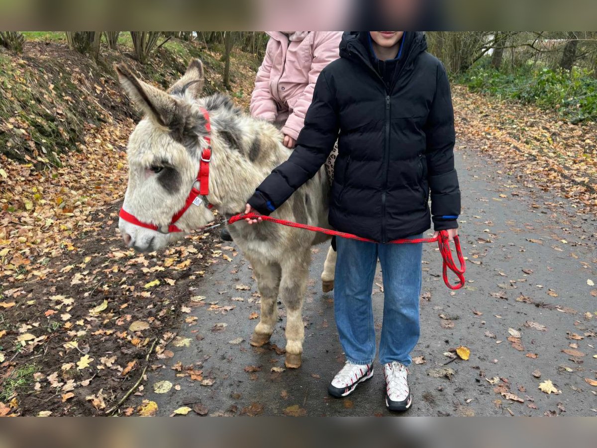 Åsna Valack 9 år 110 cm Pinto in Linkenbach