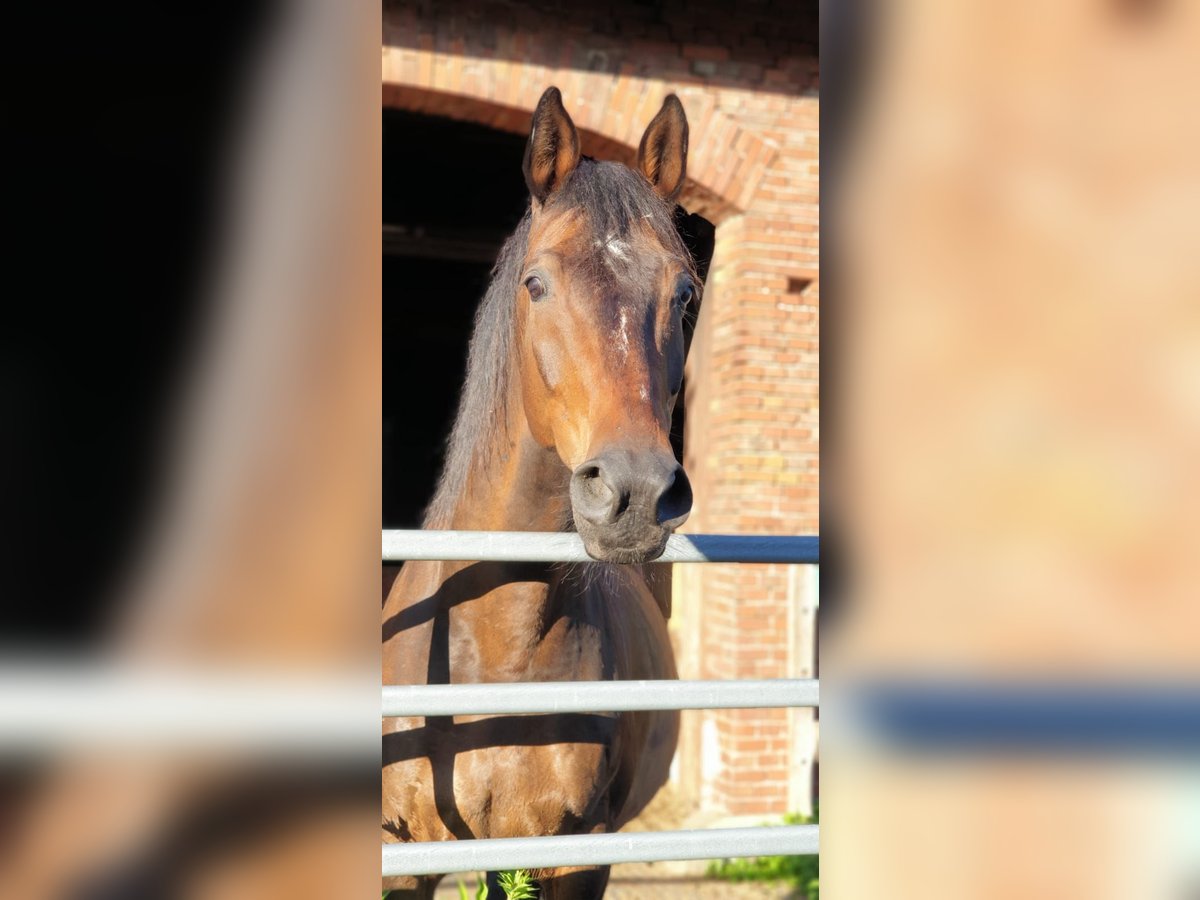 Assiano Castrone 20 Anni 174 cm Baio in Lüdersfeld