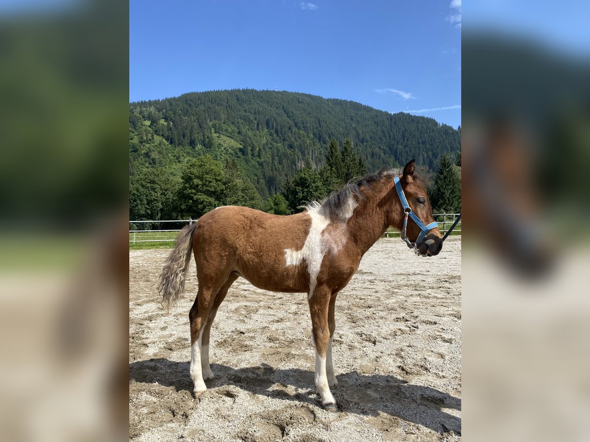 Australiensisk ponny Sto Föl (05/2024) Pinto in Eben im Pongau