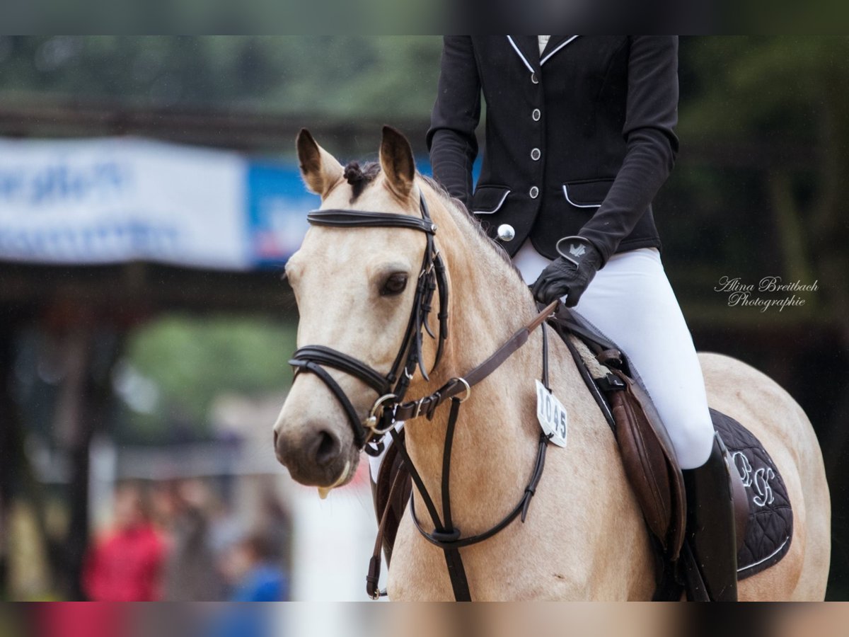 Australisches Pony Wallach 16 Jahre 138 cm Falbe in Viersen