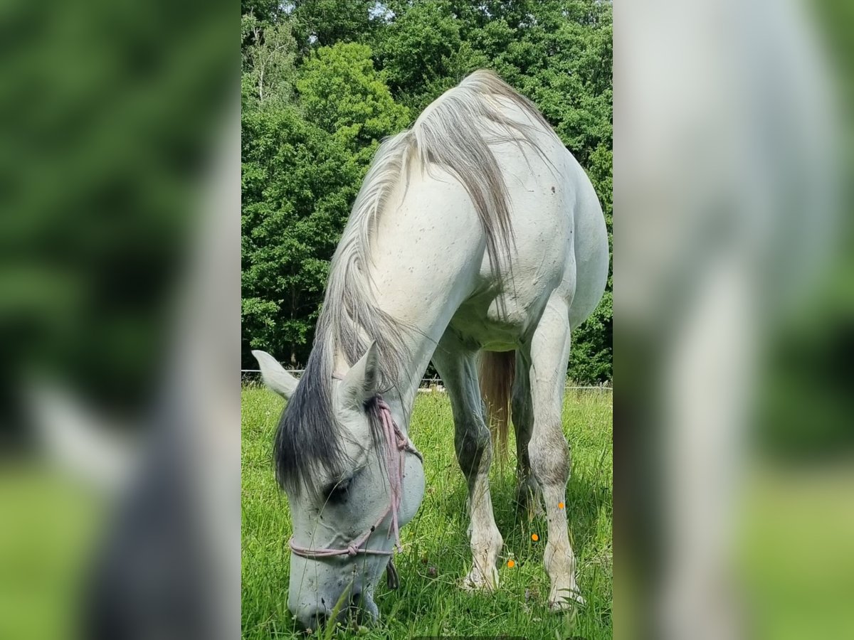 Austriacki koń gorącokrwisty Klacz 10 lat 155 cm Siwa jabłkowita in Ebersberg