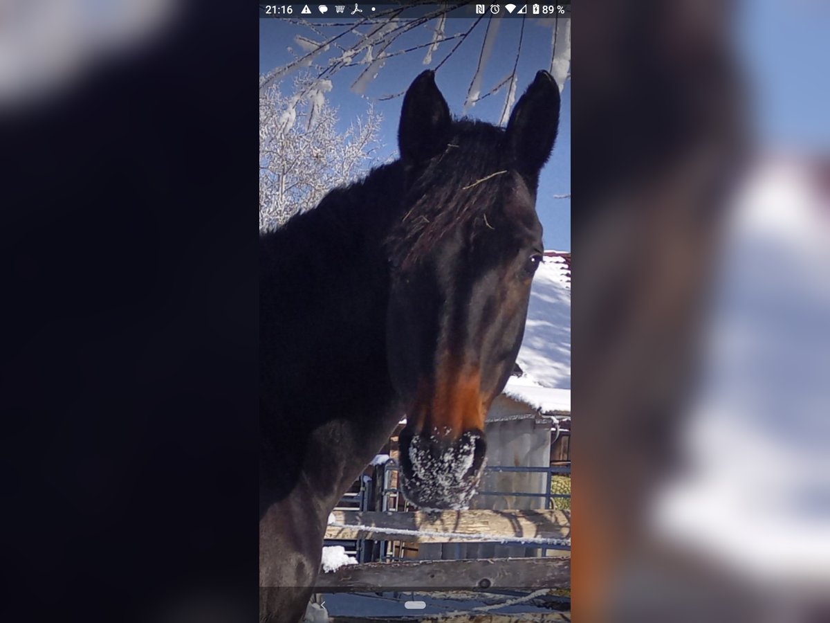 Austriacki koń gorącokrwisty Klacz 11 lat 166 cm in Moosburg