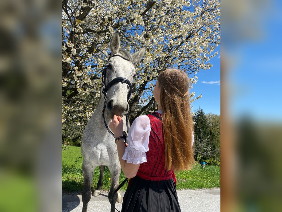 Austriacki koń gorącokrwisty Klacz 11 lat 173 cm Siwa w hreczce in Stubenberg am See