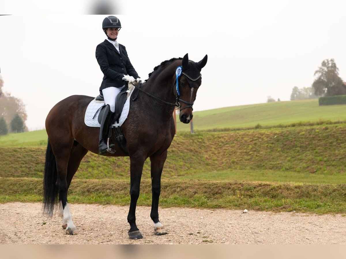 Austriacki koń gorącokrwisty Klacz 12 lat 167 cm in Vöcklabruck