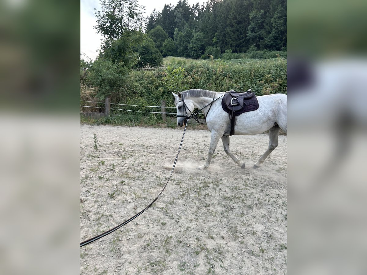 Austriacki koń gorącokrwisty Klacz 13 lat 172 cm Siwa in Liebenfels