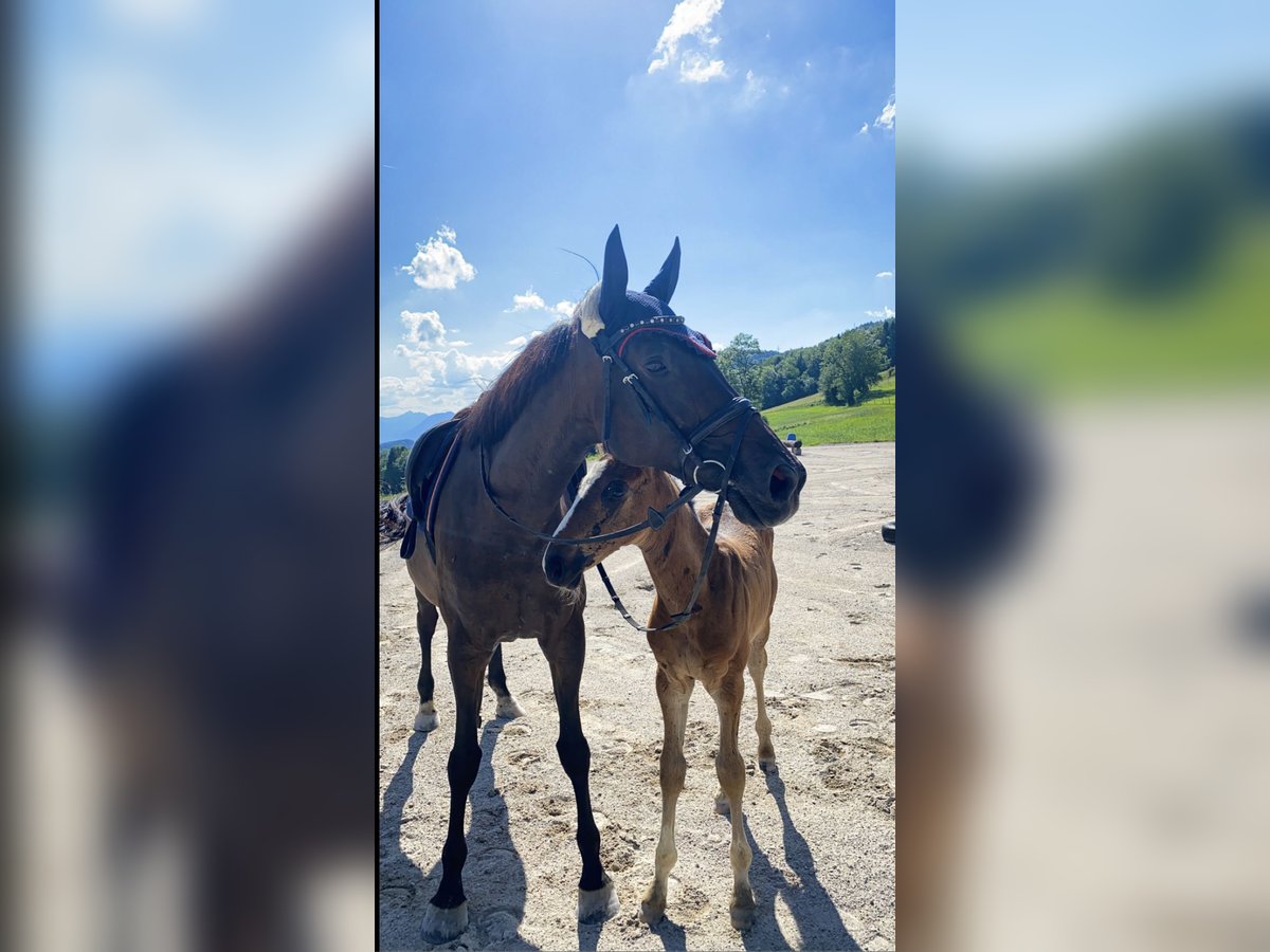 Austriacki koń gorącokrwisty Klacz 14 lat 163 cm Ciemnogniada in Salzburg