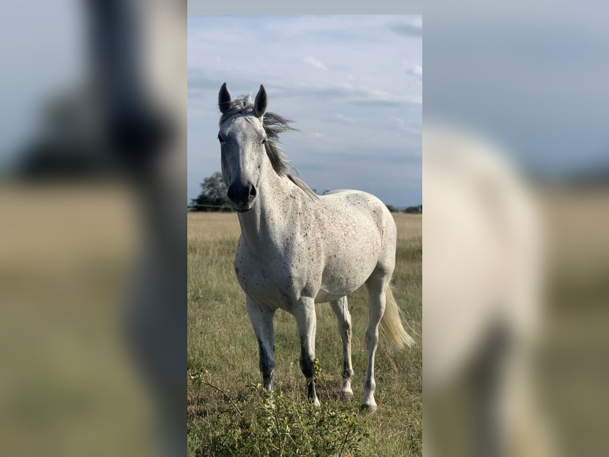 Austriacki koń gorącokrwisty Klacz 15 lat 165 cm Siwa in Andau