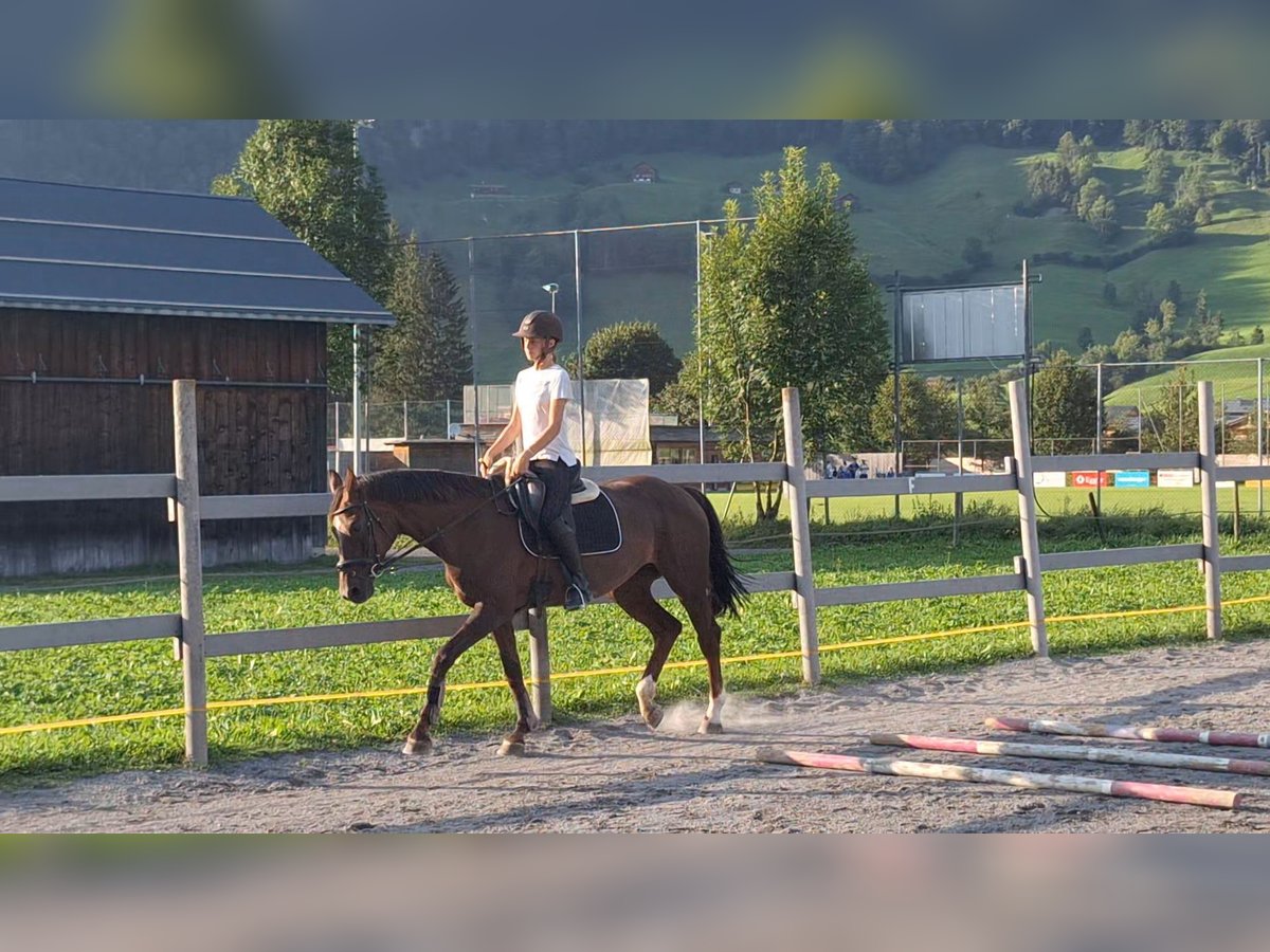 Austriacki koń gorącokrwisty Klacz 17 lat 165 cm Ciemnokasztanowata in Au