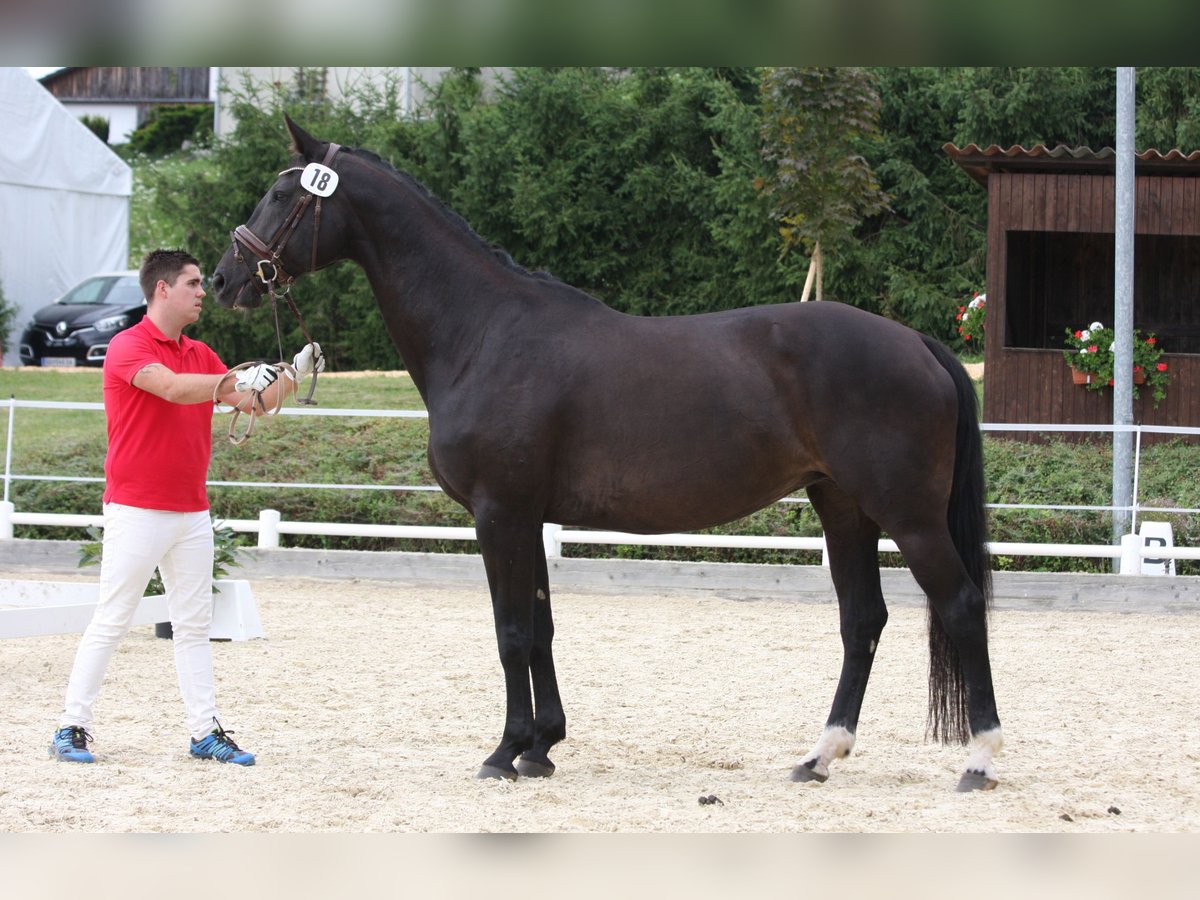 Austriacki koń gorącokrwisty Klacz 20 lat 172 cm Skarogniada in St Marein bei Graz