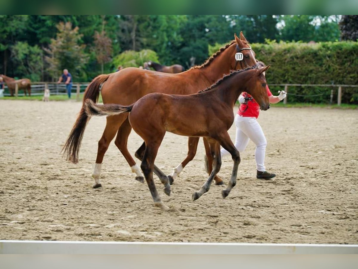 Austriacki koń gorącokrwisty Klacz 2 lat 169 cm Gniada in St. Margarethen