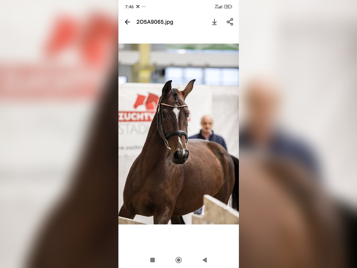 Austriacki koń gorącokrwisty Klacz 3 lat 163 cm Gniada in Haselbach