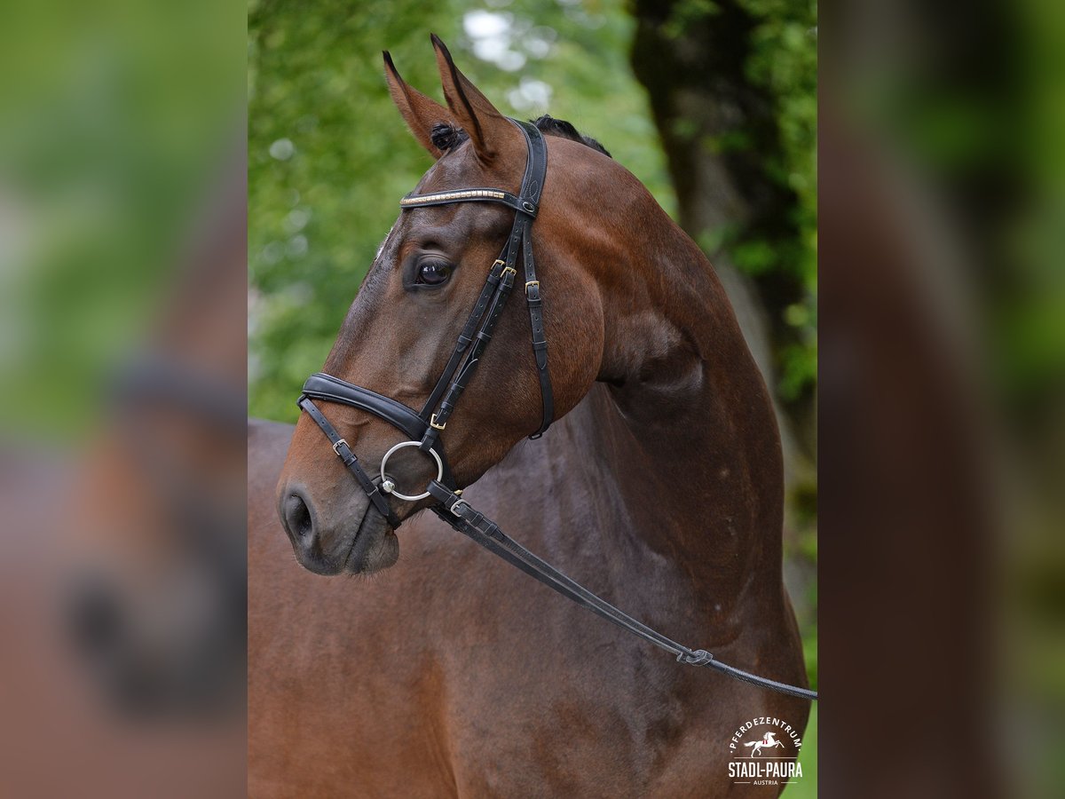 Austriacki koń gorącokrwisty Klacz 3 lat 167 cm Gniada in Stadl-Paura