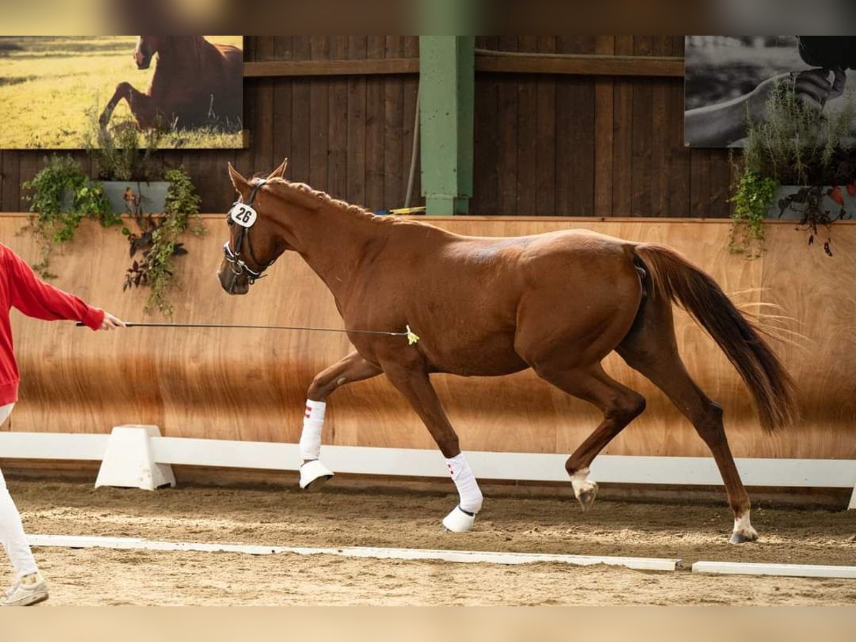 Austriacki koń gorącokrwisty Klacz 3 lat 170 cm Kasztanowata in St Marein bei Graz